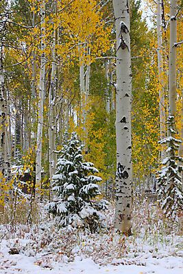포토 JPG 해외이미지 나무 식물 공원 여행 백그라운드 겨울 자연 날씨 풍경 사람없음 야외 일출 미국 추위 가을 흰색 소나무 황무지 티켓 숲 캠핑장 장면 지역 서식지 내추럴 전국 폭설 해외202004 해외포토 계절 공공시설 컬러 북아메리카 눈_날씨 노을 캠핑 자연재해 생태계 파일형식 이미지허브