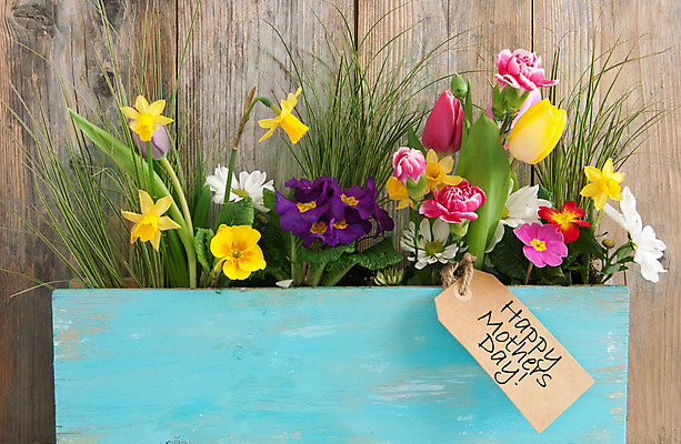 포토 JPG 해외이미지 기념일 꽃 행복 분홍색 꽃다발 텍스트 선물 사람없음 목재 노란색 라벨 우주 정원 보라색 여러개 봄 공백 튤립 흰색 메시지 다발 원예 데이지 수선화 카피스페이스 어머니의날 해외202004 해외포토 나무 식물 계절 감정 컬러 다수 재료 프레임 이벤트 취미 미국문화 파일형식 이미지허브