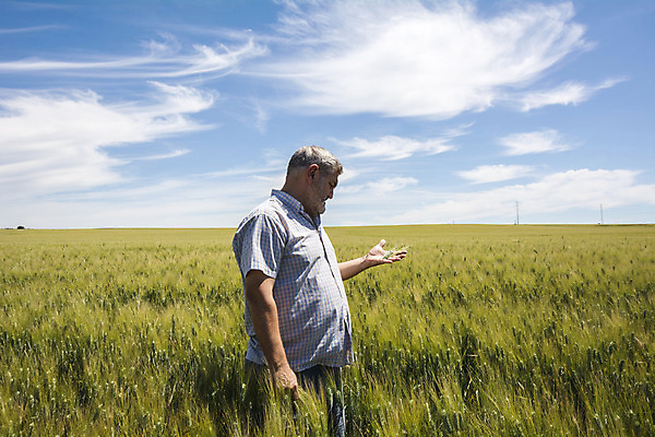 포토 JPG 해외이미지 백인 음식 과학 밭 농업 자연 하늘 한명 사람 풍경 성인 야외 여름 파란색 농작물 농장 환경 수확 성장 시골 업무 작업 체험 계산 결과 농부 낟알 시리얼 밀 과학자 확인 에코 유기농 장면 밀짚 개발 방법 밭일 제어 해외202004 해외포토 서양인 직업 1 웰빙 계절 산업 컬러 컨셉 곡류 짚 생태계 학자 파일형식 이미지허브