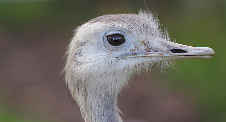 포토 JPG 해외이미지 동물 야생동물 자연 조류 사람없음 머리 부리 해외202004 해외포토 신체부위 생태계 파일형식 이미지허브