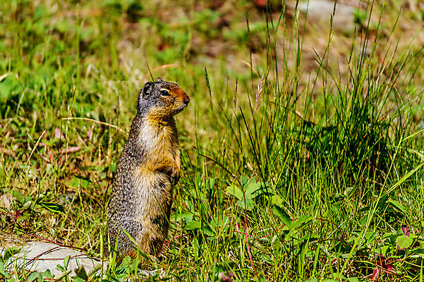 포토 JPG 해외이미지 동물 야생동물 백그라운드 발 사람없음 초록색 침묵 기다림 설치류 준비 리더 코 귀 전나무 의심 경보 고립 해외202004 해외포토 나무 감정 컬러 모션 신체부위 소리 파일형식 이미지허브