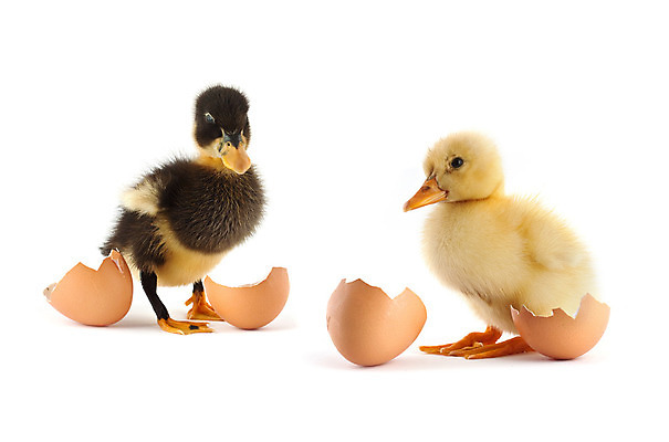 포토 JPG 해외이미지 모양 동물 1 백그라운드 컨셉 자연 조류 새로움 오리 털 기술 사랑 서기 사람없음 갈색 노란색 계란 치킨 가축 봄 성장 껍질 흰색 아기 신생아 오픈 둥지 작음 깃털 오브젝트 시작 싱글 날것 슛 솜털 부화 고립 깨짐 해외202004 해외포토 계절 감정 컬러 모션 사람 알 크기 생태계 닭고기요리 파일형식 이미지허브