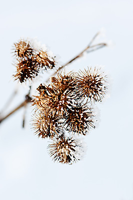 포토 JPG 해외이미지 식물 계절 공원 꽃 겨울 자연 날씨 건조 사람없음 야외 얼음 추위 흰색 나뭇가지 눈송이 닫기 크리스탈 묘사 질감 서리 온도 내추럴 눈내림 해외202004 해외포토 자연요소 나무 공공시설 컬러 모션 눈_날씨 광석 생태계 파일형식 이미지허브