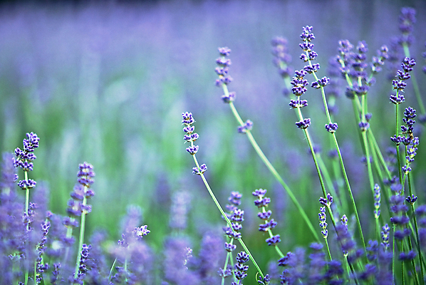 포토 JPG 해외이미지 식물 영어 공원 꽃 백그라운드 꽃무늬 자연 건강 사람없음 초록색 파란색 정원 보라색 봄 닫기 약초 허브 제비꽃 향수 향기 아로마테라피 라벤더 내추럴 해외202004 해외포토 문자 계절 공공시설 컬러 무늬 모션 화장품 풀_식물 생태계 냄새 테라피 파일형식 이미지허브