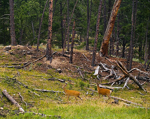 포토 JPG 해외이미지 동물 포유류 자연 사슴 뿔 풍경 사람없음 목재 달러 나뭇가지 소나무 황무지 숲 오두막 봉 상록수 내추럴 신발장 암사슴 가문비나무 목가 해외202004 해외포토 나무 돈 재료 암컷 생태계 파일형식 이미지허브