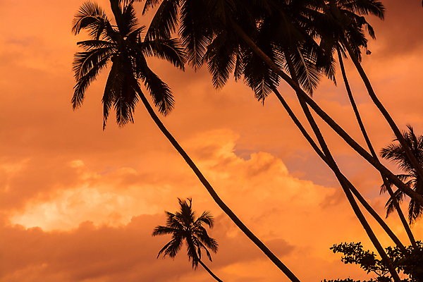 포토 JPG 해외이미지 나무 섬 여행 백그라운드 컨셉 잎 자연 하늘 휴가 휴식 열대 손바닥 풍경 사람없음 야외 초록색 여름 컬러풀 야자수 침묵 꿈 흰색 고급 휴양지 코코넛 내추럴 이국적 터키석 파라다이스 해외202004 해외포토 식물 손 계절 컬러 과일 소리 장소 보석 생태계 파일형식 이미지허브