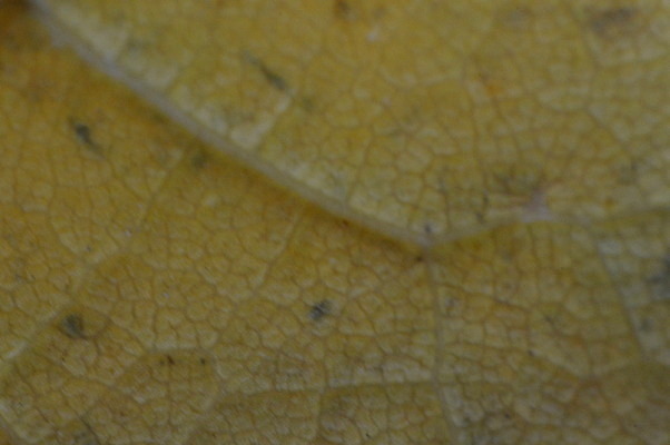 포토 JPG 해외이미지 나무 식물 계절 단풍 잎 패턴 오렌지 벽지 건조 풍경 사람없음 빨간색 빛 컬러풀 갈색 노란색 가을 황금 숲 질감 10월 내추럴 땅바닥 해외202004 해외포토 컬러 무늬 과일 바닥 날짜 파일형식 이미지허브