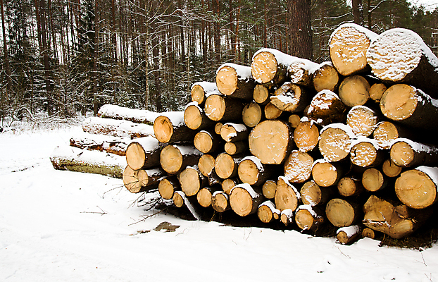 포토 JPG 해외이미지 나무 산업 백그라운드 겨울 자연 불 산 풍경 사람없음 야외 목재 갈색 노란색 쌓기 항구 재활용 에너지 수확 시골 뜨거움 거친 오두막 장작 자르기 맨션 언덕 질감 날것 통나무 나무껍질 연료 잡동사니 다리찢기 내추럴 보유 삼림지대 수목 옛날 해외202004 해외포토 자연요소 식물 계절 컬러 농업 재료 교통시설 모션 주택 껍질 숲 친환경 생태계 파일형식 이미지허브