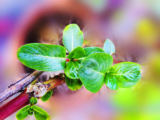 포토 JPG 해외이미지 잎 새로움 사람없음 빨간색 초록색 나뭇가지 시작 생존 해외202004 해외포토 나무 식물 컬러 컨셉 파일형식 이미지허브