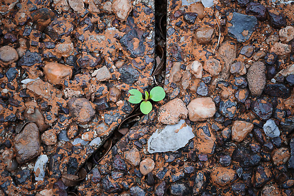 포토 JPG 해외이미지 나무 식물 디자인 공원 음식 백그라운드 컨셉 잎 패턴 농업 자연 추상 산 건조 그림자 미술 씨앗 사람없음 목재 초록색 물 세계 농장 정원 흙 회색 나뭇가지 신선 숲 작음 그늘 수분 땅 허브 질감 순환 뿌리 가뭄 층 개발 땅바닥 수목 생존 해외202004 해외포토 자연요소 공공시설 산업 컬러 무늬 재료 모션 날씨 문화예술 바닥 크기 생태계 파일형식 이미지허브