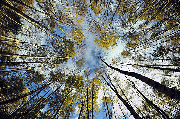 포토 JPG 해외이미지 나무 식물 구름 계절 여행 백그라운드 잎 자연 하늘 날씨 풍경 사람없음 야외 목재 여름 파란색 빛 햇빛 태양 노란색 환경 맑음 침묵 꿈 가을 흰색 나뭇가지 시골 황무지 숲 장면 자작나무 내추럴 깊이 어안 해외202004 해외포토 자연요소 컬러 재료 소리 생태계 파일형식 이미지허브