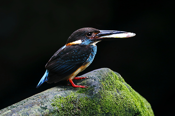 포토 JPG 해외이미지 주간 야생동물 자연 조류 사람없음 야외 나뭇가지 물새 물총새 해외202004 해외포토 자연요소 나무 동물 생태계 파일형식 이미지허브