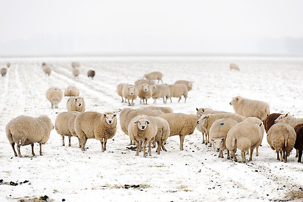포토 JPG 해외이미지 동물 겨울 풍경 사람없음 야외 농장 검은색 가축 추위 흰색 네덜란드 양모 많음 해외202004 해외포토 계절 유럽 컬러 컨셉 농업 직물 파일형식 이미지허브
