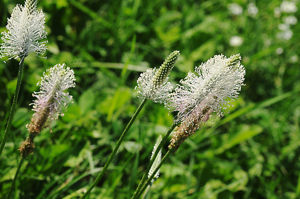 포토 JPG 해외이미지 식물 계절 꽃 백그라운드 꽃무늬 자연 날씨 추상 휴가 부활절 발렌타인데이 풍경 사람없음 야외 초록색 여름 노란색 봄 벚꽃 흰색 시골 축하 신용카드 개화 허브 긍정 해외202004 해외포토 기념일 컬러 컨셉 무늬 데이이벤트 금융 생태계 파일형식 이미지허브
