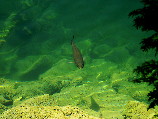 포토 JPG 해외이미지 동물 계절 호수 야생동물 음식 스포츠 낚시 어류 사람없음 물 강 태양 맑음 절벽 입 생물학 꼬리 낚시꾼 암초 지질학 해외202004 해외포토 자연요소 교육 레저 날씨 신체부위 수중동물 파일형식 이미지허브
