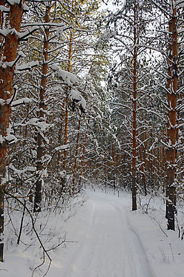 포토 JPG 해외이미지 나무 계절 길 선 여행 크리스마스 겨울 날씨 그림자 사람없음 야외 목재 가로 태양 추위 소나무 황무지 저녁 숲 서리 러시아 북쪽 침엽수 눈보라 내추럴 줄서기 폭설 눈내림 해외202004 해외포토 자연요소 식물 기념일 유럽 재료 모션 눈_날씨 야간 자연재해 방향 파일형식 이미지허브