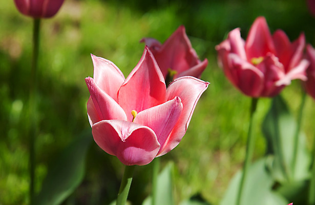 포토 JPG 해외이미지 식물 계절 꽃잎 꽃 분홍색 잎 밭 자연 사람없음 야외 초록색 햇빛 정원 보라색 봄 활발 튤립 성장 시골 그룹 제비꽃 장면 줄서기 해외202004 해외포토 컬러 컨셉 농업 모션 태양 생태계 파일형식 이미지허브