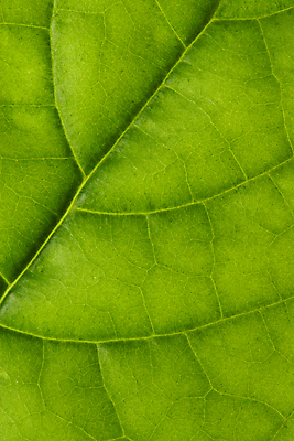 포토 JPG 해외이미지 식물 백그라운드 잎 자연 잔디 사람없음 야외 초록색 컬러풀 농장 평화 환경 화목 성장 신선 순수 유기농 질감 부드러움 엘리먼트 해외202004 해외포토 웰빙 컬러 컨셉 농업 감각 생태계 파일형식 이미지허브