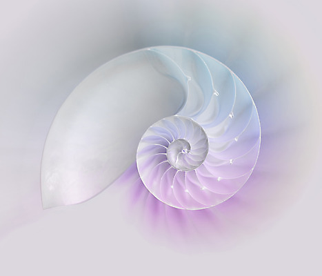 포토 JPG 해외이미지 모래 패턴 곡선 하늘 조개 나선형 사람없음 여름 햇빛 일출 소용돌이 껍질 만 자르기 회의실 질감 부드러움 내추럴 무한 앵무조개 해외202004 해외포토 계절 선 무늬 모션 어패류 태양 노을 회오리 감각 파일형식 이미지허브