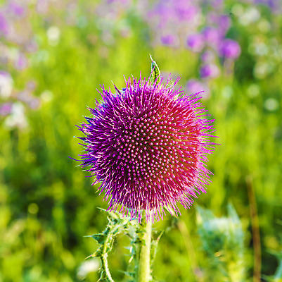 포토 JPG 해외이미지 식물 계절 꽃 백그라운드 잎 꽃무늬 밭 자연 하늘 추상 풍경 사람없음 야외 초록색 여름 빛 컬러풀 환경 정원 맑음 보라색 화목 봄 성장 벚꽃 신선 허브 제비꽃 장면 엉겅퀴 해외202004 해외포토 컬러 컨셉 무늬 농업 날씨 생태계 파일형식 이미지허브