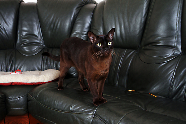 포토 JPG 해외이미지 동물 응시 친절 수염 사람없음 갈색 초콜릿 흰색 호기심 턱 거짓말 기르기 아이라이너 유래 버미즈 해외202004 해외포토 시선 감정 컬러 컨셉 디저트 고양이 돌봄 파일형식 이미지허브