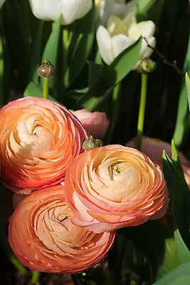 포토 JPG 해외이미지 식물 손 기념일 꽃잎 꽃 행복 꽃다발 결혼 꽃무늬 패턴 텍스트 자연 휴가 발렌타인데이 선물 사랑 사람없음 장식 초록색 여름 우주 축제 봄 들꽃 벚꽃 축하 인사 신용카드 생일 개화 다발 심볼 엽서 미라 해외202004 해외포토 계절 감정 컬러 컨셉 무늬 데이이벤트 이벤트 신체부위 금융 예절 편지 생태계 파일형식 이미지허브