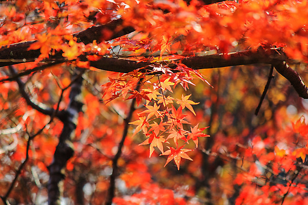 포토 JPG 해외이미지 나무 식물 계절 공원 실루엣 도로 여행 백그라운드 무지개 잎 패턴 자연 하늘 지붕 휴식 풍경 사람없음 빨간색 파란색 빛 컬러풀 햇빛 태양 정원 일본 활발 덮개 가을 나뭇가지 신선 보행로 닫기 숲 그늘 오솔길 강렬 해외202004 해외포토 자연요소 공공시설 아시아 길 컬러 컨셉 무늬 교통시설 모션 촬영기법 뚜껑 생태계 파일형식 이미지허브