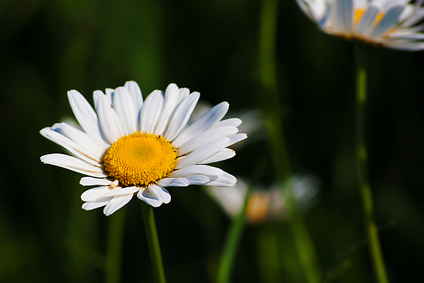 포토 JPG 해외이미지 식물 계절 꽃잎 꽃 백그라운드 잎 꽃무늬 밭 자연 풍경 잔디 사람없음 야외 초록색 여름 파란색 빛 컬러풀 농장 노란색 환경 정원 봄 성장 벚꽃 흰색 시골 신선 그룹 땅 허브 데이지 장면 내추럴 평야 해외202004 해외포토 컬러 무늬 농업 생태계 파일형식 이미지허브