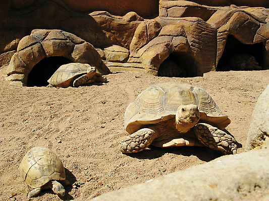 포토 JPG 해외이미지 동물 새끼 모래 여행 가족 파충류 엄마 휴식 친절 주택 건조 이집트 사람없음 사막 껍질 거북이 보호 느림 게으름 동물상 해외202004 해외포토 컨셉 관계 아프리카 건물 조형물 파일형식 이미지허브