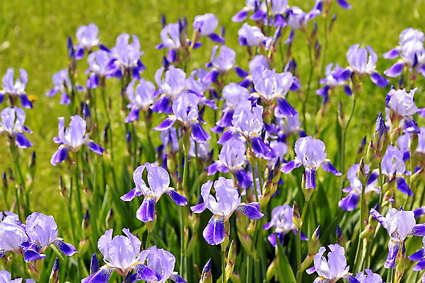 포토 JPG 해외이미지 식물 공원 꽃잎 꽃 줄기 잎 꽃무늬 밭 자연 사람없음 야외 초록색 여름 파란색 햇빛 정원 보라색 봄 벚꽃 개화 그룹 닫기 6월 제비꽃 붓꽃 해외202004 해외포토 계절 공공시설 컬러 무늬 농업 모션 태양 날짜 생태계 파일형식 이미지허브