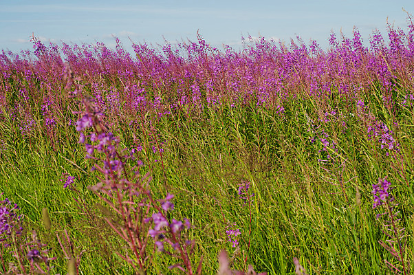 포토 JPG 해외이미지 식물 계절 꽃잎 꽃 분홍색 백그라운드 밭 자연 하늘 풍경 사람없음 야외 초록색 여름 파란색 컬러풀 햇빛 태양 농장 맑음 봄 성장 벚꽃 시골 신선 땅 장면 지역 천국 내추럴 평야 수평선 해외202004 해외포토 자연요소 컬러 농업 날씨 생태계 파일형식 이미지허브