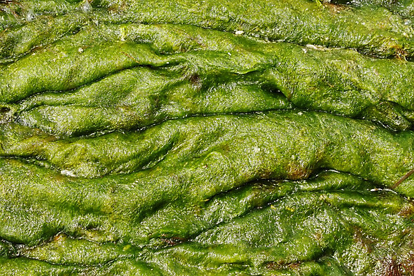 포토 JPG 해외이미지 식물 계절 백그라운드 생물 경사 사람없음 초록색 빛 햇빛 반사 환경 젖음 그룹 해조류 작음 질감 덮기 박테리아 노려봄 축적 기간 생태학 끈적임 해외202004 해외포토 교육 컬러 의학 모션 표정 태양 해양식물 크기 파일형식 이미지허브