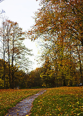 포토 JPG 해외이미지 나무 계절 공원 길 단풍 잎 오렌지 자연 날씨 풍경 사람없음 야외 목재 빨간색 초록색 갈색 노란색 활발 하이킹 가을 나뭇가지 황금 숲 오솔길 9월 11월 싱글 먼지 장면 10월 멀티 해외202004 해외포토 식물 공공시설 컬러 컨셉 과일 재료 레저 날짜 생태계 파일형식 이미지허브