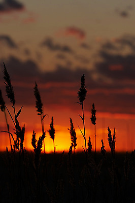 포토 JPG 해외이미지 구름 계절 여행 백그라운드 밭 자연 하늘 아침 날씨 휴가 휴식 풍경 사람없음 빛 컬러풀 햇빛 태양 농장 평화 일출 황혼 일몰 새벽 수확 황금 저녁 해외202004 해외포토 주간 자연요소 컬러 컨셉 농업 노을 야간 생태계 파일형식 이미지허브