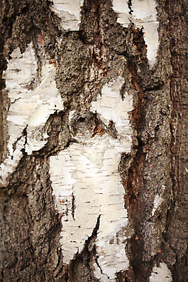 포토 JPG 해외이미지 나무 식물 디자인 선 백그라운드 패턴 자연 표면 날씨 추상 건조 사람없음 목재 빨간색 세로 갈색 환경 회색 거친 역사 보호 널 숲 낟알 피부 묘사 질감 나무껍질 섬유 잡동사니 내추럴 그런지 삼나무 수목 엘리먼트 옛날 노화 해외202004 해외포토 컬러 컨셉 무늬 재료 신체부위 껍질 직물 생태계 파일형식 이미지허브