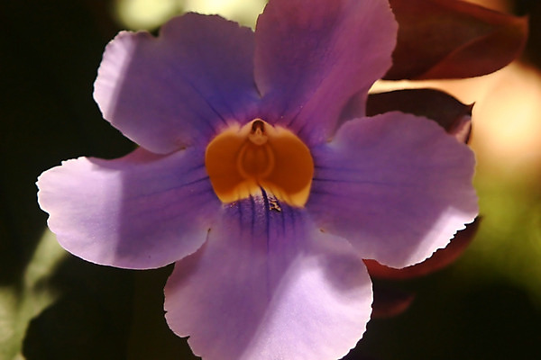 포토 JPG 해외이미지 식물 계절 꽃 분홍색 꽃다발 백그라운드 잎 꽃무늬 전구 자연 엄마 부활절 발렌타인데이 사람없음 야외 노란색 보라색 봄 벚꽃 물방울 4월 다발 꽃집 제비꽃 꽃가루 라벤더 고립 영원 히비스커스 해외202004 해외포토 기념일 컬러 무늬 가족 데이이벤트 상점 날짜 가루 허브 생태계 파일형식 이미지허브