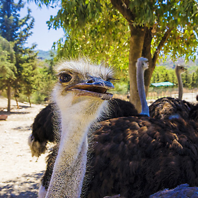 포토 JPG 해외이미지 동물 야생동물 자연 조류 사람없음 야외 세로 머리 사막 분노 입 큼 깃털 속도 호기심 부리 목 타조 노려봄 해외202004 해외포토 감정 컨셉 표정 신체부위 크기 생태계 파일형식 이미지허브