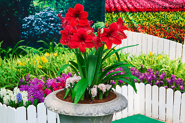 포토 JPG 해외이미지 디자인 외관 꽃 자연 주택 풍경 잔디 사람없음 야외 장식 초록색 여름 평화 정원 침묵 매력적 벚꽃 바위 백합 원예 조경 화단 내추럴 영원 원예사 해외202004 해외포토 식물 직업 계절 컬러 컨셉 취미 건물 소리 돌_바위 생태계 파일형식 이미지허브