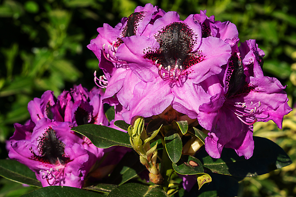 포토 JPG 해외이미지 식물 계절 공원 꽃잎 꽃 분홍색 잎 꽃무늬 자연 사람없음 야외 햇빛 정원 봄 성장 벚꽃 신선 개화 닫기 진달래 관목 원예 화단 캥거루 내추럴 영원 해외202004 해외포토 나무 공공시설 컬러 무늬 포유류 모션 취미 태양 생태계 파일형식 이미지허브