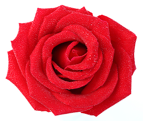 포토 JPG 해외이미지 식물 계절 기념일 꽃잎 꽃 백그라운드 꽃무늬 패턴 자연 휴가 프레임 발렌타인데이 선물 사랑 사람없음 빨간색 물 장미 머리 봄 벚꽃 흰색 물방울 축하 인사 오픈 생일 닫기 가득함 심볼 오브젝트 싱글 질감 각도 고립 해외202004 해외포토 자연요소 감정 컬러 컨셉 무늬 모션 데이이벤트 이벤트 신체부위 예절 생태계 파일형식 이미지허브