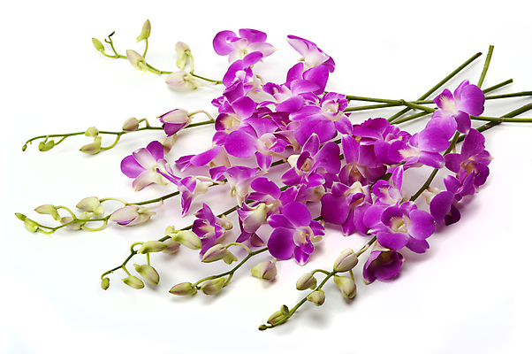 포토 JPG 해외이미지 식물 꽃잎 꽃 꽃다발 꽃무늬 사람없음 정원 스파 벚꽃 난초 향 아로마테라피 이국적 해외202004 해외포토 무늬 테라피 파일형식 이미지허브