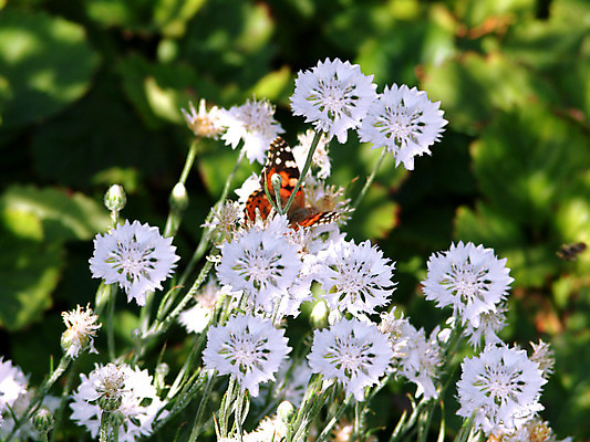 포토 JPG 해외이미지 식물 꽃잎 꽃 줄기 나비 백그라운드 잎 꽃무늬 밭 자연 휴가 옥수수 사람없음 초록색 머리 봄 벚꽃 흰색 나뭇가지 신선 내추럴 수레국화 많음 해외202004 해외포토 나무 계절 컬러 곤충 컨셉 무늬 농업 곡류 신체부위 생태계 파일형식 이미지허브