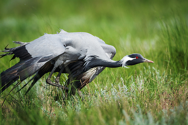 포토 JPG 해외이미지 동물 야생동물 자연 조류 사람없음 야외 기중기 러시아 러시아인 보호구역 해외202004 해외포토 서양인 유럽 중장비 생태계 구역 파일형식 이미지허브