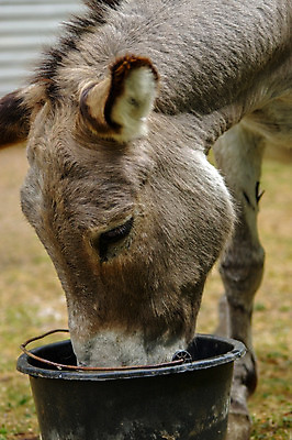 포토 JPG 해외이미지 동물 응시 음료 밭 농업 포유류 자연 생물 털 독일 사람없음 초록색 물 여름 농장 갈색 머리 회색 마시기 시골 뜨거움 양동이 귀 당나귀 송아지 밭일 초식 프로방스 해외202004 해외포토 자연요소 시선 계절 유럽 산업 새끼 컬러 모션 신체부위 말_동물 소 생태계 파일형식 이미지허브