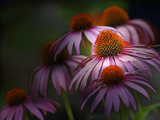 포토 JPG 해외이미지 식물 꽃잎 꽃 분홍색 잎 꽃무늬 자연 사람없음 초록색 컬러풀 약 건강관리 정원 보라색 벚꽃 개화 약초 허브 원예 조제 내추럴 영원 해외202004 해외포토 컬러 무늬 의학 건강 관리 취미 풀_식물 생태계 만들기 파일형식 이미지허브
