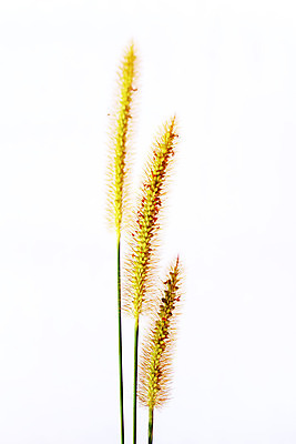 포토 JPG 해외이미지 식물 계절 백그라운드 밭 자연 건강 파노라마 잔디 사람없음 가로 초록색 여름 농장 환경 정원 봄 성장 흰색 신선 칼날 내추럴 고립 해외202004 해외포토 컬러 농업 촬영기법 생태계 파일형식 이미지허브