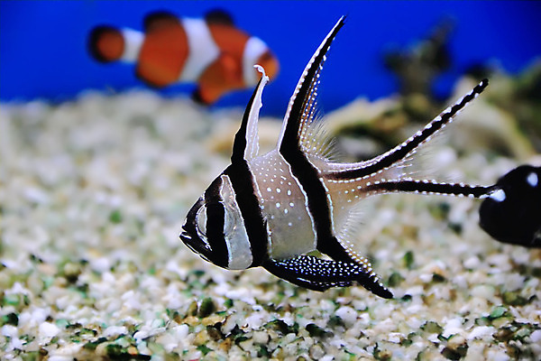 포토 JPG 해외이미지 야생동물 모션 어류 사람없음 물 수중 줄무늬 광대 금붕어 수족관 소금물 해외202004 해외포토 자연요소 동물 무늬 수중동물 파일형식 이미지허브