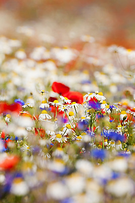포토 JPG 해외이미지 식물 계절 꽃 꽃무늬 밭 자연 풍경 사람없음 야외 빨간색 초록색 여름 파란색 빛 컬러풀 맑음 봄 벚꽃 흰색 시골 개화 데이지 양귀비 내추럴 해외202004 해외포토 컬러 무늬 농업 날씨 생태계 파일형식 이미지허브