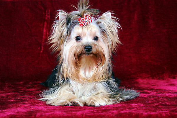 포토 JPG 해외이미지 동물 패턴 포유류 주택 종류 사랑 미술 사람없음 반려동물 개 강아지 작음 스마트 오브젝트 활 해외202004 해외포토 감정 컨셉 무늬 문화예술 건물 크기 파일형식 이미지허브