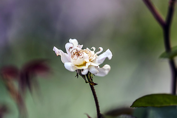 포토 JPG 해외이미지 식물 계절 꽃잎 꽃 실루엣 줄기 잎 자연 표면 날씨 친절 선물 사랑 취미 사람없음 물 컬러풀 정원 힘 봄 활발 습기 다양 에너지 성장 시골 인사 신선 개화 수분 원예 꽃가루 꿀 정맥 기후변화 영양분 완전 해외202004 해외포토 자연요소 감정 컬러 다수 컨셉 촬영기법 예절 변화 가루 생태계 혈관 파일형식 이미지허브